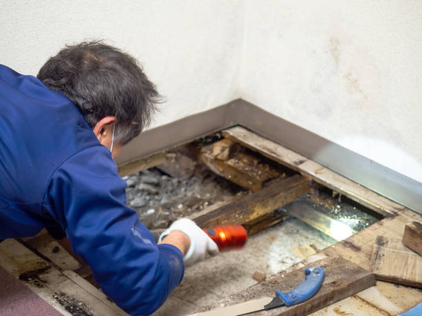 Best Residential Mold Removal  in Wanamingo, MN