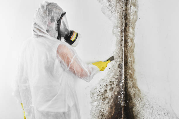 Best Attic Mold Removal  in Wanamingo, MN