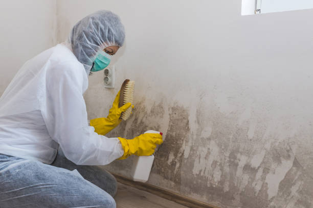 Best Commercial Mold Removal  in Wanamingo, MN