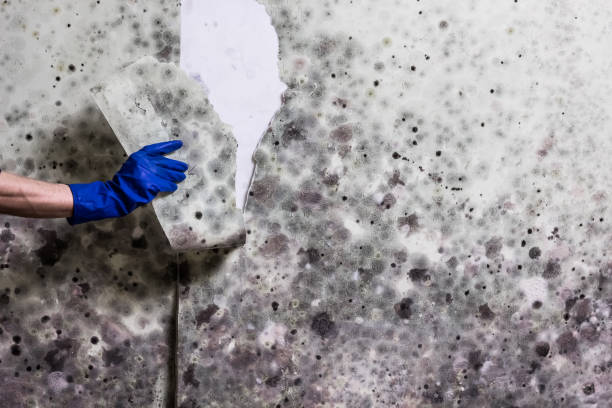 Best Emergency Mold Removal  in Wanamingo, MN